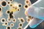 How do bacteria beat genetic entropy?